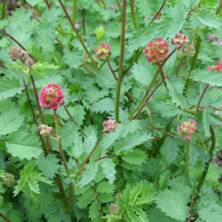 Pimprenelle (Sanguisorba minor)