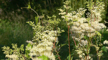 Reine des Prés (Filipendula ulmaria)