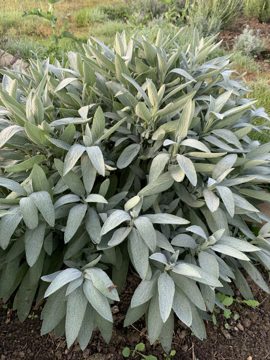 Sauge Officinale (Salvia officinalis)