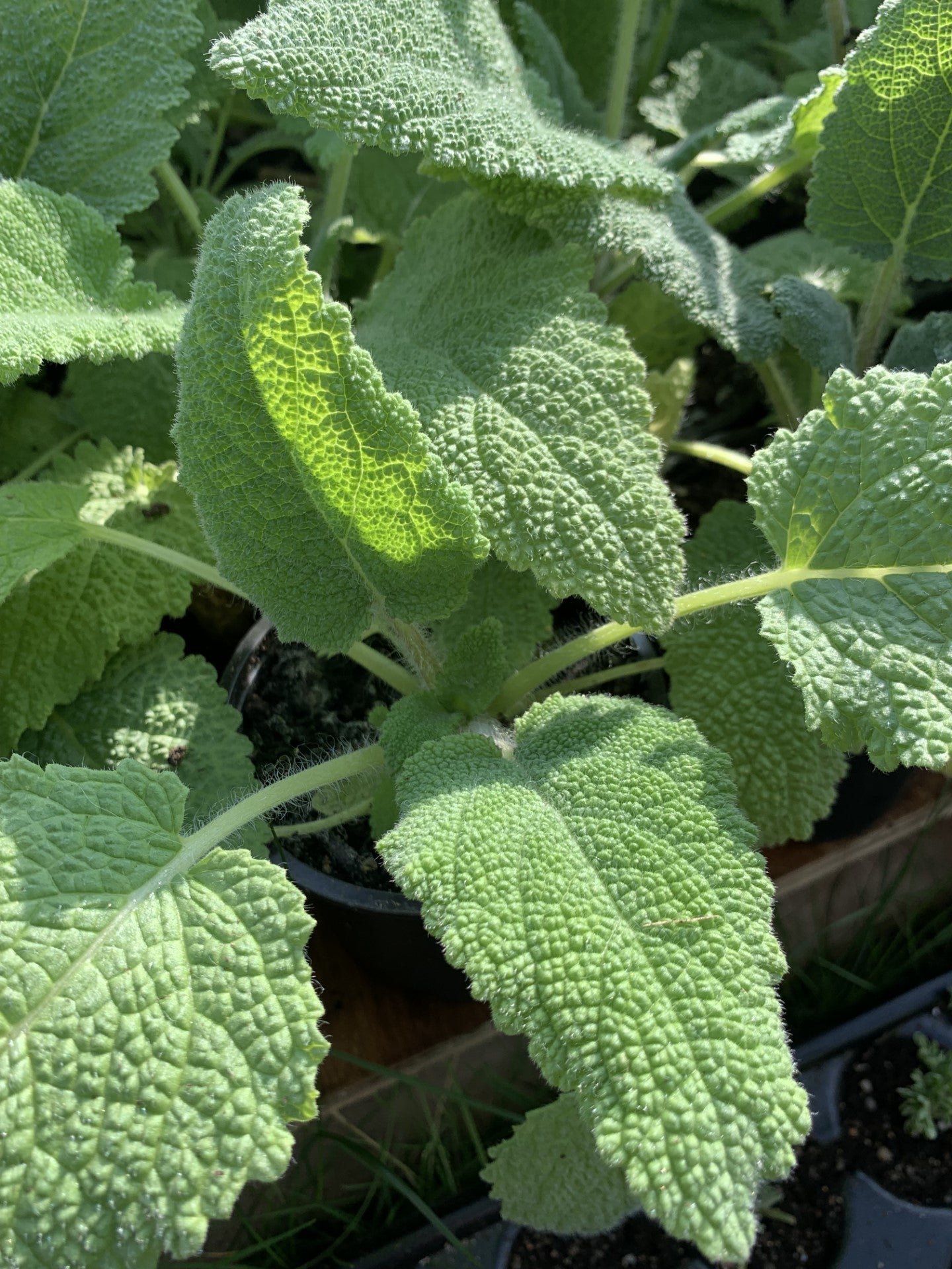 Sauge Sclarée (salvia sclarea)