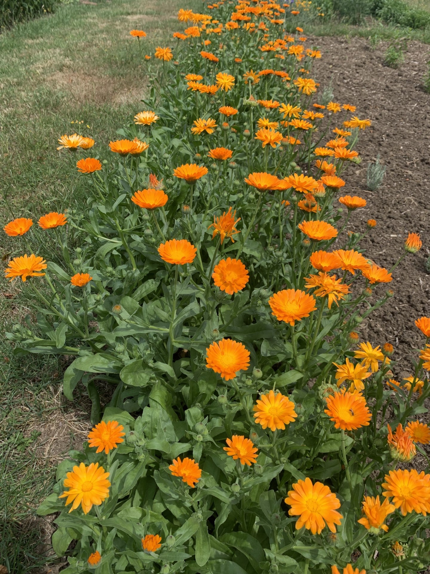 Souci (Calendula officinalis)