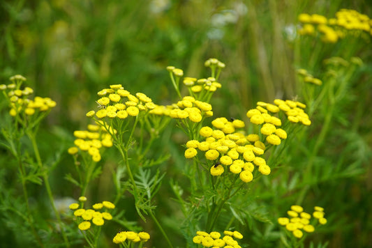 Tanaisie (Tanacetum vulgare)