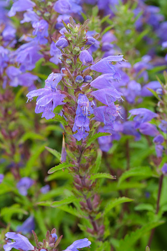 Thé des Jardins (Dracocephalum Moldavica)