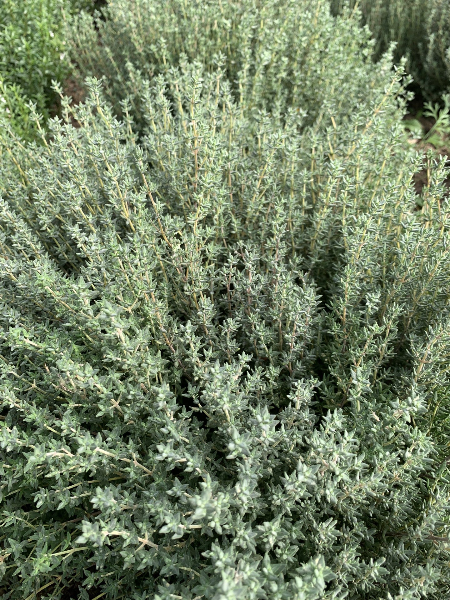 Thym de Provence (Thymus vulgaris)