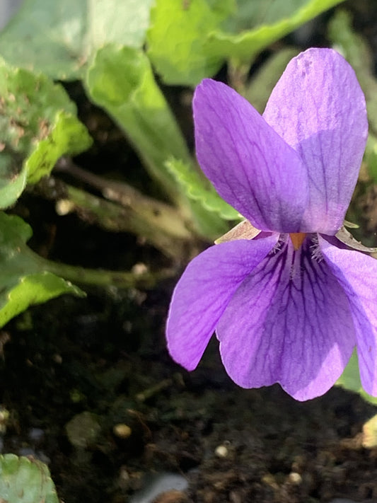 Violette Odorante (Viola odorata)